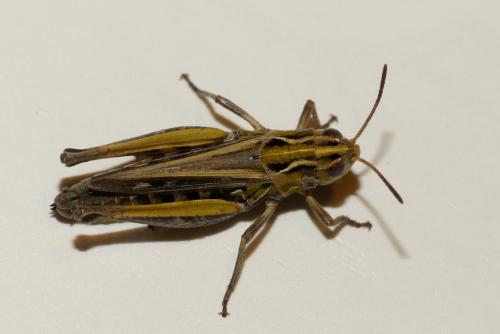 Stenobothrus stigmaticus